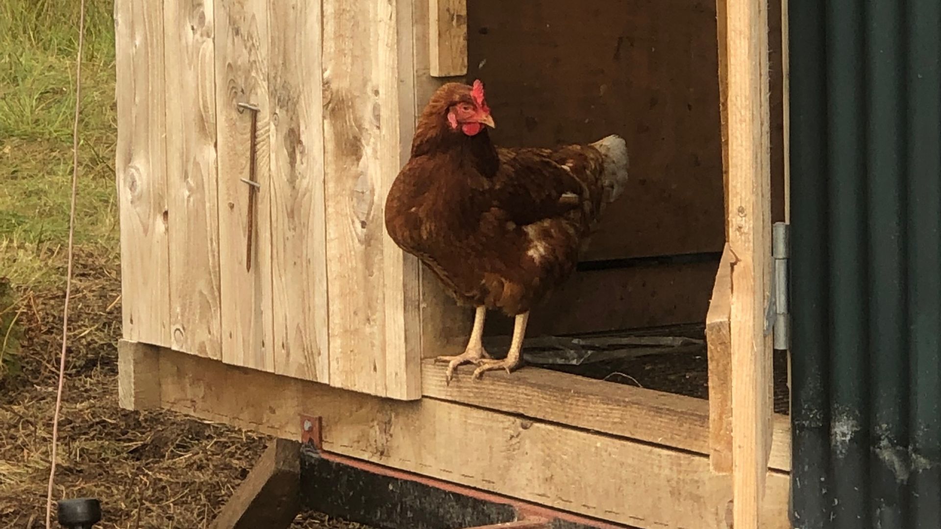 GIlberts chicken in door